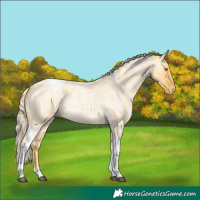 Horse Color:Palomino Roan Dun Tobiano Appaloosa Rabicano 