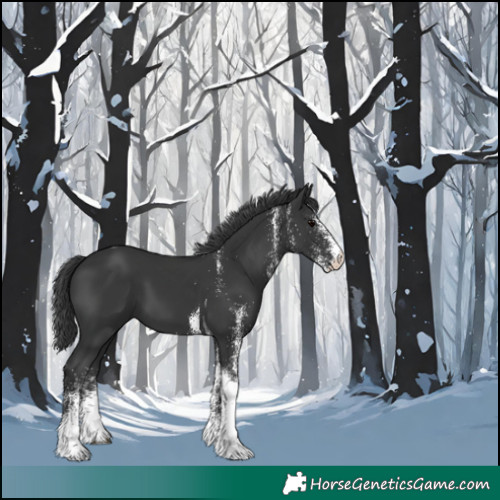 Horse Color:White Spotted Black Tobiano 
