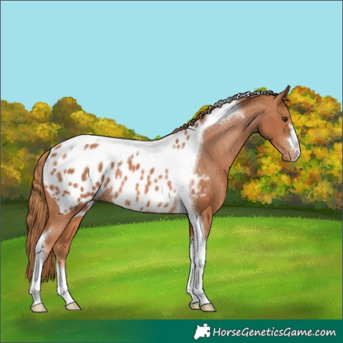 Horse Color:Chestnut Tobiano Appaloosa Rabicano 