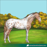 Horse Color:Chestnut Tobiano Appaloosa Rabicano