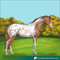 Horse Color:Chestnut Tobiano Appaloosa Rabicano 