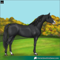 Horse Color:Black Splash