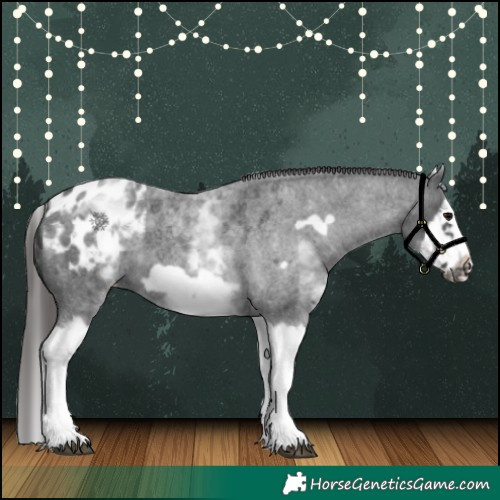 Horse Color:White Spotted Blue Roan Splash Frame Appaloosa