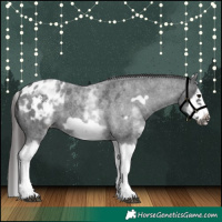 Horse Color:White Spotted Blue Roan Splash Frame Appaloosa 