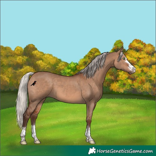 Horse Color:Silver Bay Dun Rabicano 