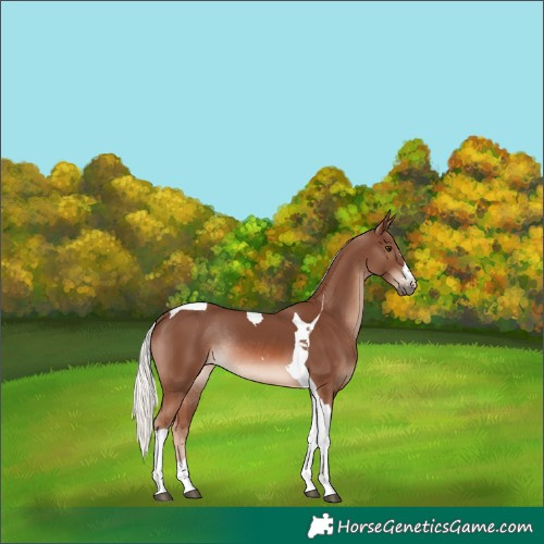 Horse Color:Chestnut Mushroom Tobiano Rabicano 