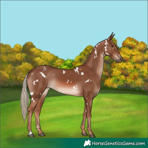 Horse Color:White Spotted Chestnut Mushroom 