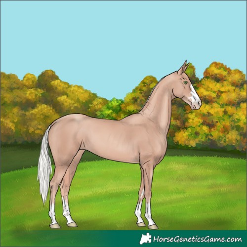 Horse Color:Gold Champagne Mushroom 
