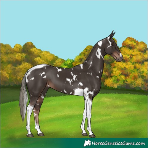 Horse Color:White Spotted Liver Chestnut Mushroom Tobiano