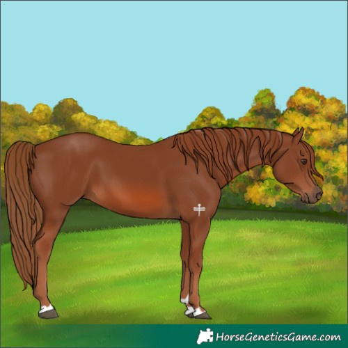 Horse Color:Chestnut 