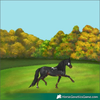 Horse Color:White Spotted Liver Chestnut