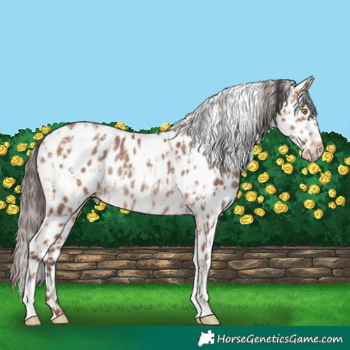 Horse Color:Amber Champagne Leopard  and Amber Champagne Leopard Rabicano 