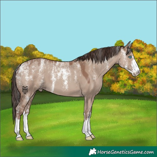 Horse Color:Powder White Classic Champagne Dun 