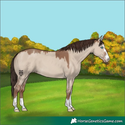Horse Color:Classic Champagne Dun 