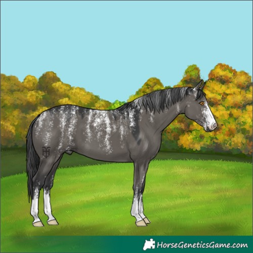 Horse Color:Powder White Grullo 