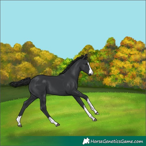 Horse Color:Black 