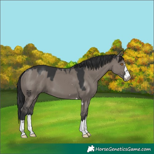 Horse Color:Grullo 