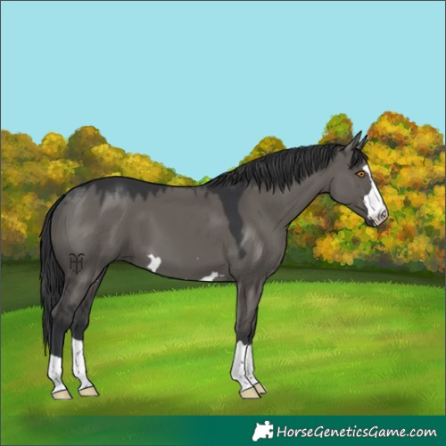 Horse Color:Grullo 