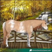 Horse Color:White Spotted Red Dun