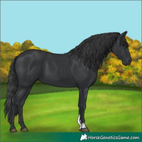 Horse Color:Black Sabino Rabicano 
