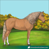 Horse Color:Chestnut Sabino 