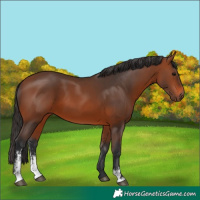 Horse Color:Bay Sabino 