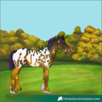 Horse Color:Painted White Spotted Brown Tobiano Near Leopard
