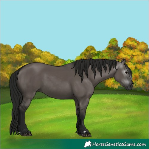 Horse Color:Gray Grullo 