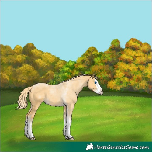 Horse Color:Palomino Dun Splash Tobiano 