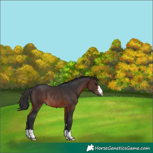Horse Color:Brown Rabicano 