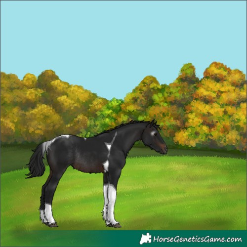 Horse Color:Gray Brown Tobiano Rabicano 