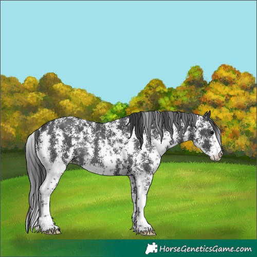 Horse Color:Unknown 