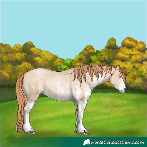 Horse Color:Buckskin Pearl Sabino 