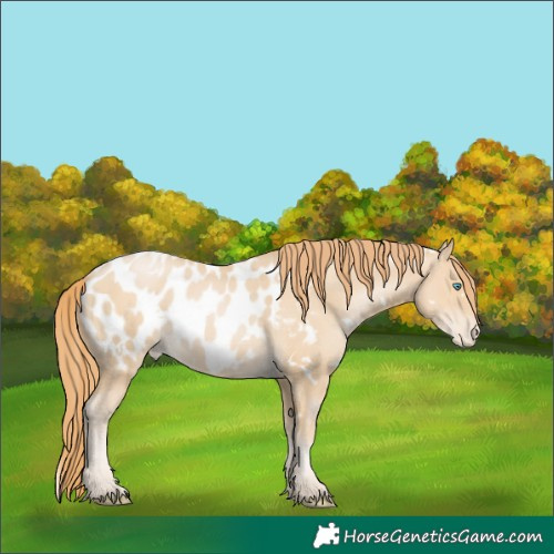 Horse Color:White Spotted Smoky Black Pearl Appaloosa 