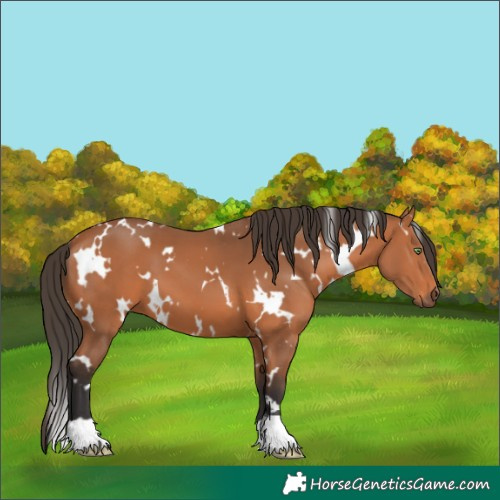 Horse Color:Unknown 
