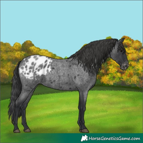 Horse Color:Blue Roan Appaloosa 