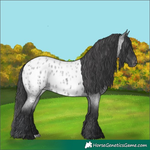 Horse Color:Blue Roan Near Leopard