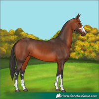 Horse Color:Bay 
