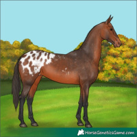 Horse Color:Bay Appaloosa