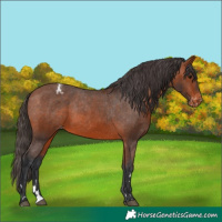 Horse Color:Bay Appaloosa 