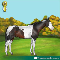 Horse Color:Brown Sabino Splash Tobiano