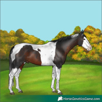 Horse Color:Brown Sabino Splash Tobiano 