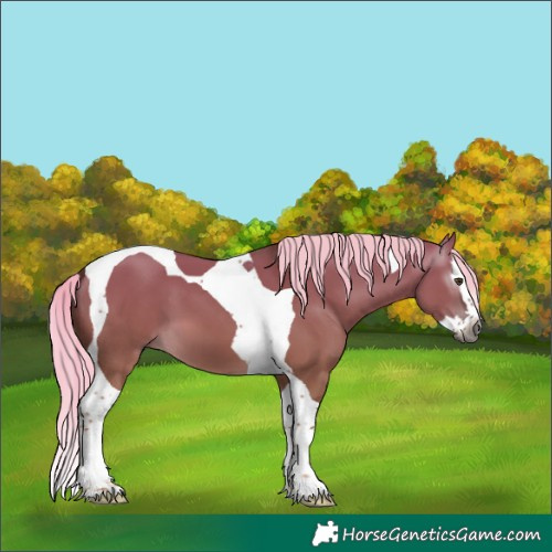 Horse Color:Gray Chocolate Palomino Dun Splash Tobiano 