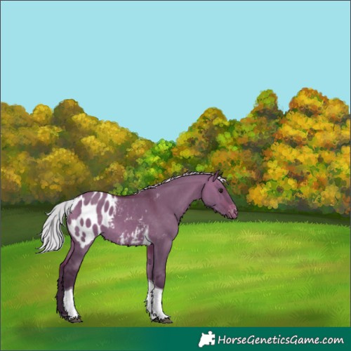 Horse Color:Silver Bay Dun Tobiano Appaloosa 
