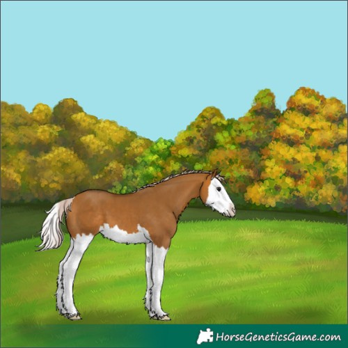 Horse Color:Silver Bay Dun Splash 
