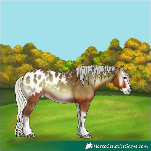 Horse Color:Silver Bay Onyx Splash Appaloosa Rabicano 