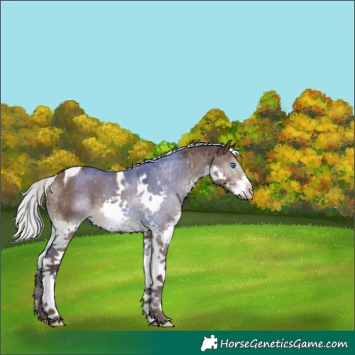 Horse Color:Silver Brown Dun Splash Tobiano 