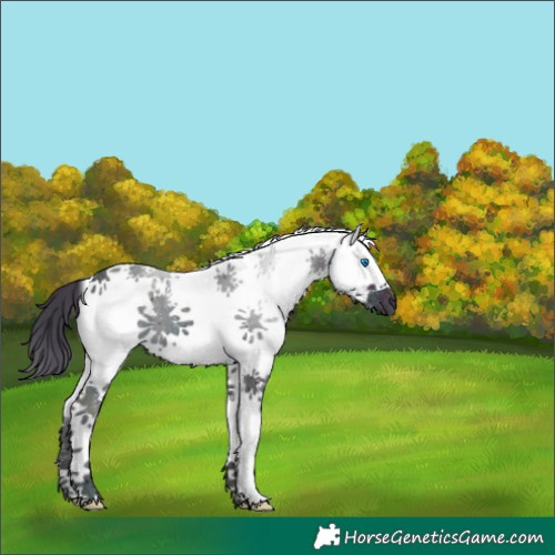 Horse Color:White Spotted Midnight Black Ice Splash 