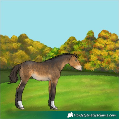 Horse Color:Buckskin 