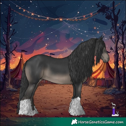 Horse Color:Black 